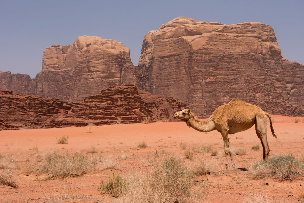 Camel resting in Wadi Rum desert, Jordan
